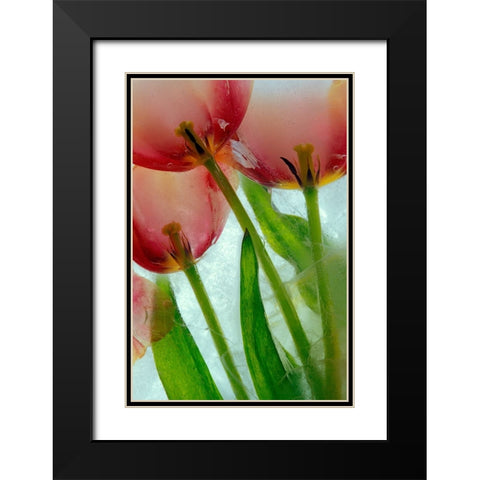 Tulips in ice Black Modern Wood Framed Art Print with Double Matting by Jaynes Gallery