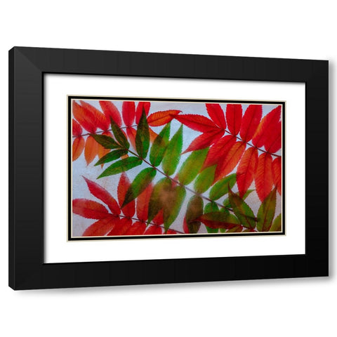 Red and green leaves in ice Black Modern Wood Framed Art Print with Double Matting by Jaynes Gallery