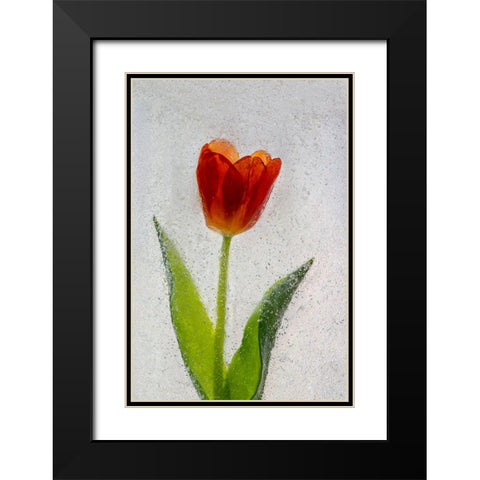 Tulip in ice Black Modern Wood Framed Art Print with Double Matting by Jaynes Gallery