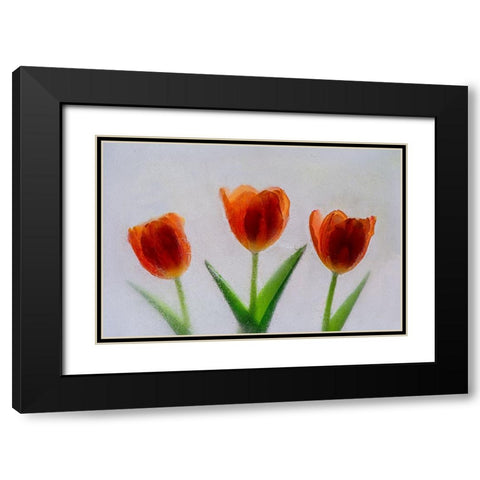 Tulip in ice Black Modern Wood Framed Art Print with Double Matting by Jaynes Gallery