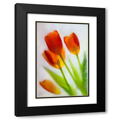 Tulip in ice Black Modern Wood Framed Art Print with Double Matting by Jaynes Gallery