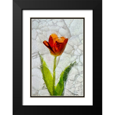 Tulip in ice Black Modern Wood Framed Art Print with Double Matting by Jaynes Gallery