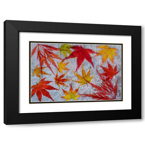Fall maple leaves in ice Black Modern Wood Framed Art Print with Double Matting by Jaynes Gallery