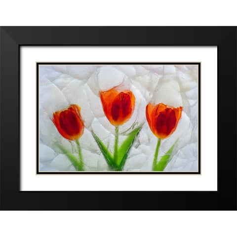 Tulip in ice Black Modern Wood Framed Art Print with Double Matting by Jaynes Gallery