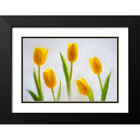 Tulips in ice Black Modern Wood Framed Art Print with Double Matting by Jaynes Gallery