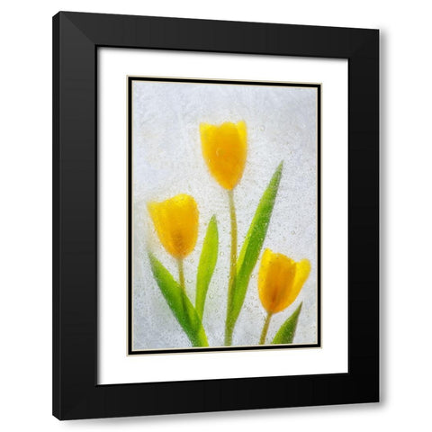 Tulips in ice Black Modern Wood Framed Art Print with Double Matting by Jaynes Gallery