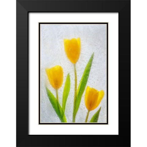 Tulips in ice Black Modern Wood Framed Art Print with Double Matting by Jaynes Gallery