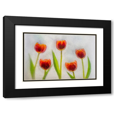 Tulip in ice Black Modern Wood Framed Art Print with Double Matting by Jaynes Gallery