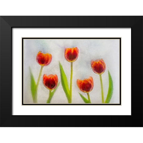 Tulip in ice Black Modern Wood Framed Art Print with Double Matting by Jaynes Gallery