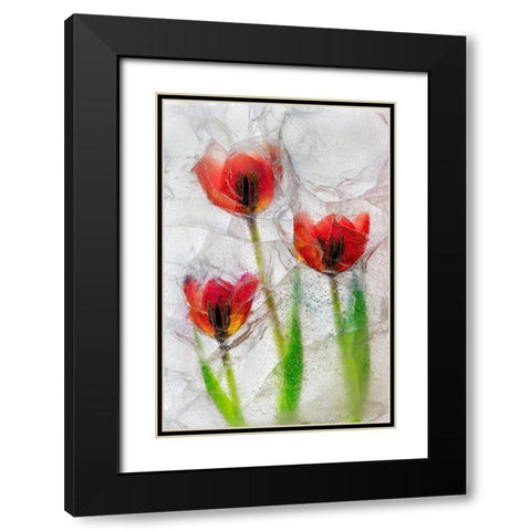 Tulips in ice Black Modern Wood Framed Art Print with Double Matting by Jaynes Gallery
