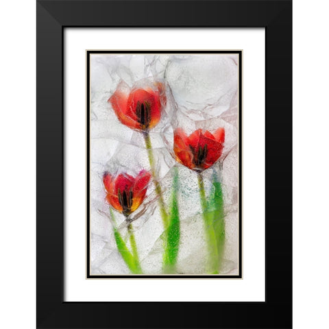 Tulips in ice Black Modern Wood Framed Art Print with Double Matting by Jaynes Gallery