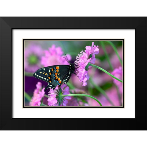 Black Swallowtail butterfly on Pincushion perennial flower Sammamish-Washington State Black Modern Wood Framed Art Print with Double Matting by Gulin, Darrell