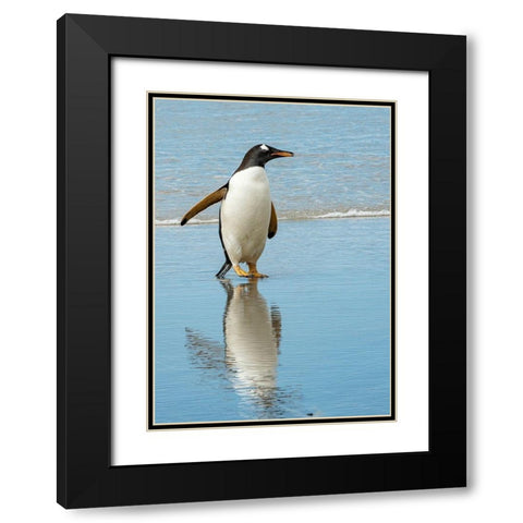 Antarctic-gentoo-penguin Black Modern Wood Framed Art Print with Double Matting by Theodore, George