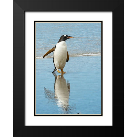 Antarctic-gentoo-penguin Black Modern Wood Framed Art Print with Double Matting by Theodore, George