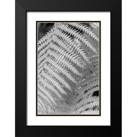 Fern. Black Modern Wood Framed Art Print with Double Matting by Muir, Janet