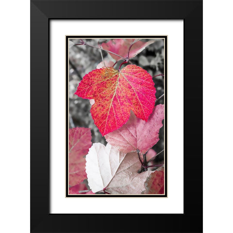 Close-up of an sycamore leaf rendered in red and grey. Black Modern Wood Framed Art Print with Double Matting by Muir, Janet