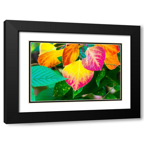 Close-up of aspen leaves in fall colors. Black Modern Wood Framed Art Print with Double Matting by Muir, Janet