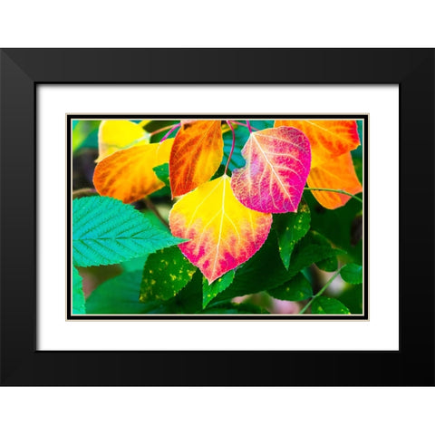 Close-up of aspen leaves in fall colors. Black Modern Wood Framed Art Print with Double Matting by Muir, Janet