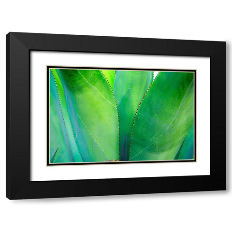 Close-up of vibrant agave leaves Black Modern Wood Framed Art Print with Double Matting by Muir, Janet