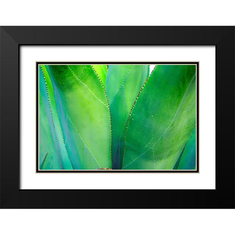 Close-up of vibrant agave leaves Black Modern Wood Framed Art Print with Double Matting by Muir, Janet