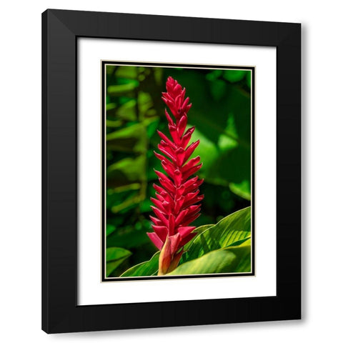 Alpinia purpurata Black Modern Wood Framed Art Print with Double Matting by Engelbrecht, Jim