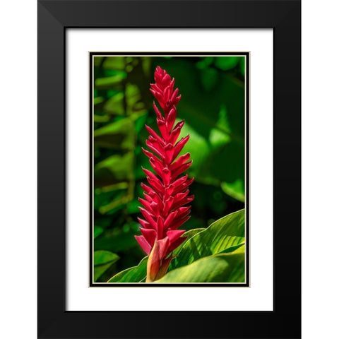 Alpinia purpurata Black Modern Wood Framed Art Print with Double Matting by Engelbrecht, Jim