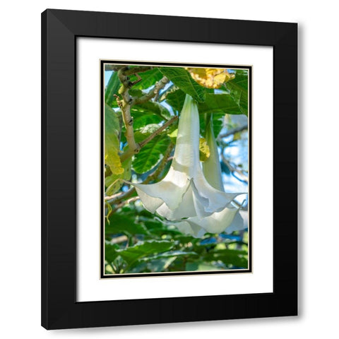 Angels Trumpet Black Modern Wood Framed Art Print with Double Matting by Engelbrecht, Jim