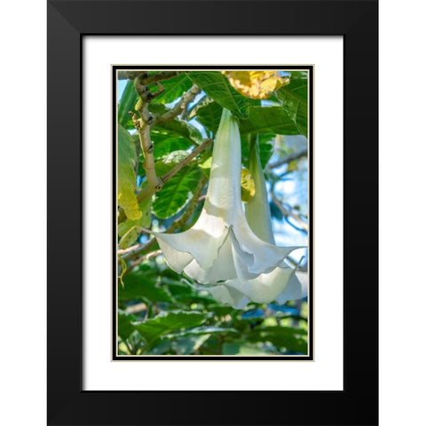 Angels Trumpet Black Modern Wood Framed Art Print with Double Matting by Engelbrecht, Jim