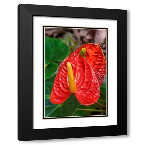 Anthurium Black Modern Wood Framed Art Print with Double Matting by Engelbrecht, Jim