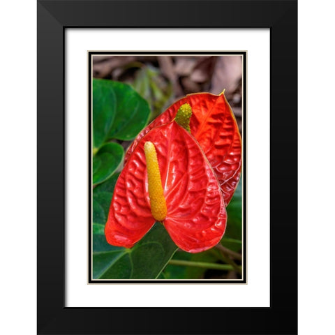Anthurium Black Modern Wood Framed Art Print with Double Matting by Engelbrecht, Jim