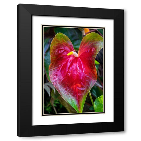 Anthurium Black Modern Wood Framed Art Print with Double Matting by Engelbrecht, Jim