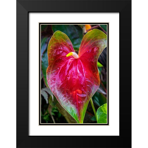 Anthurium Black Modern Wood Framed Art Print with Double Matting by Engelbrecht, Jim