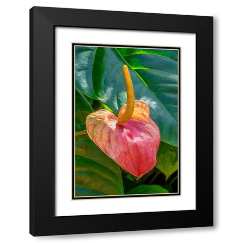 Anthurium Black Modern Wood Framed Art Print with Double Matting by Engelbrecht, Jim