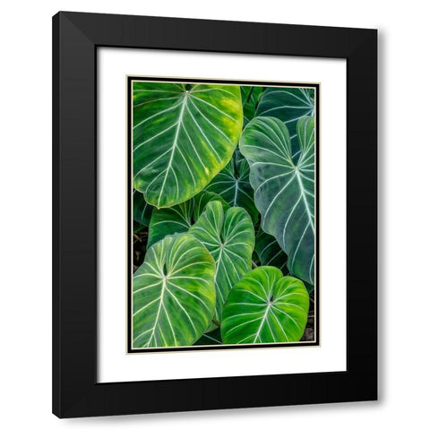 Anthurium foliage Black Modern Wood Framed Art Print with Double Matting by Engelbrecht, Jim