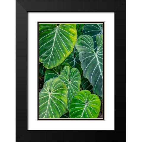 Anthurium foliage Black Modern Wood Framed Art Print with Double Matting by Engelbrecht, Jim