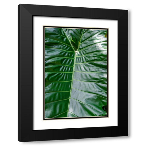 Anthurium leaf Black Modern Wood Framed Art Print with Double Matting by Engelbrecht, Jim