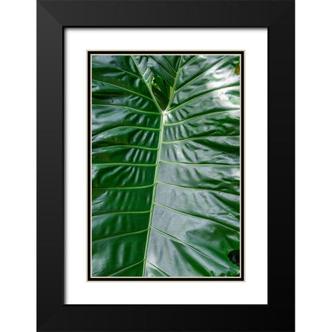 Anthurium leaf Black Modern Wood Framed Art Print with Double Matting by Engelbrecht, Jim