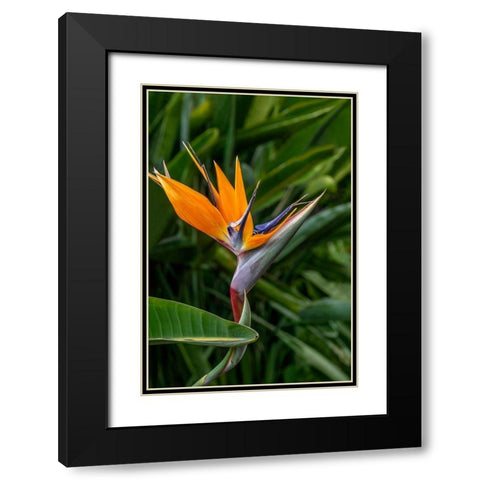 Bird of Paradise Black Modern Wood Framed Art Print with Double Matting by Engelbrecht, Jim