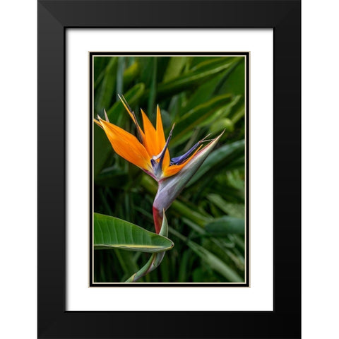 Bird of Paradise Black Modern Wood Framed Art Print with Double Matting by Engelbrecht, Jim