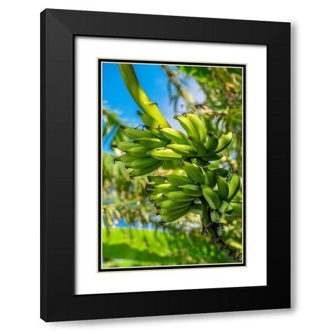 Bunch of bananas on tree Black Modern Wood Framed Art Print with Double Matting by Engelbrecht, Jim