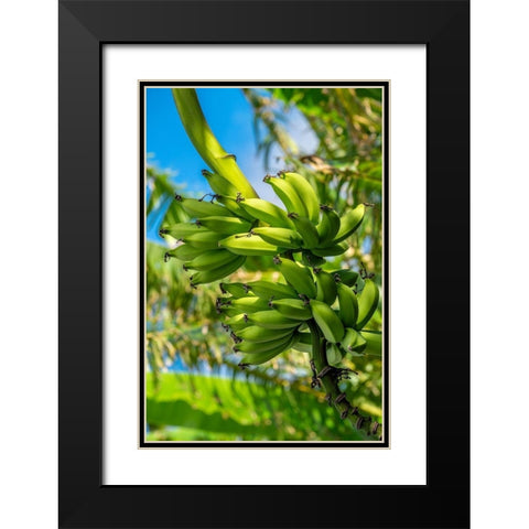 Bunch of bananas on tree Black Modern Wood Framed Art Print with Double Matting by Engelbrecht, Jim