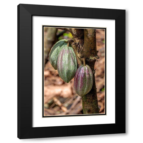 Cacao fruit Black Modern Wood Framed Art Print with Double Matting by Engelbrecht, Jim