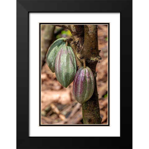 Cacao fruit Black Modern Wood Framed Art Print with Double Matting by Engelbrecht, Jim