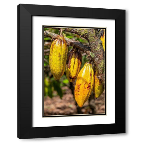 Cacao fruit Black Modern Wood Framed Art Print with Double Matting by Engelbrecht, Jim