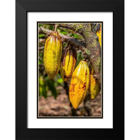 Cacao fruit Black Modern Wood Framed Art Print with Double Matting by Engelbrecht, Jim
