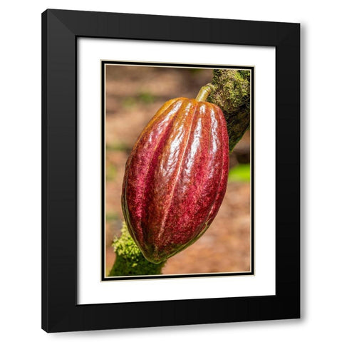 Cacao fruit Black Modern Wood Framed Art Print with Double Matting by Engelbrecht, Jim