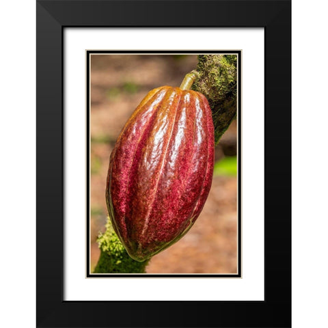 Cacao fruit Black Modern Wood Framed Art Print with Double Matting by Engelbrecht, Jim