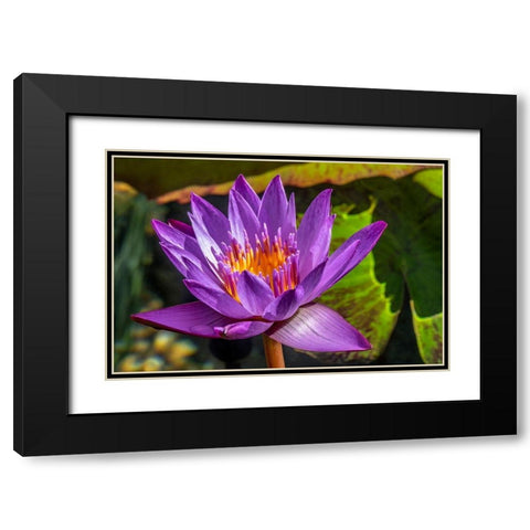 Cape Blue Water lily Black Modern Wood Framed Art Print with Double Matting by Engelbrecht, Jim