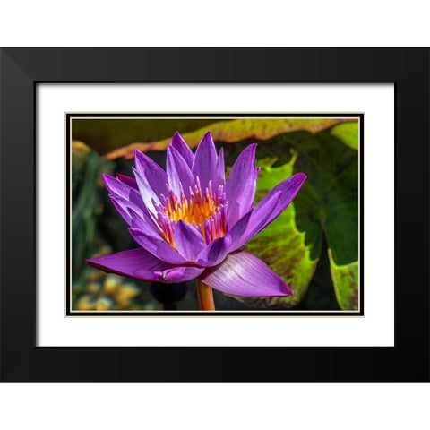 Cape Blue Water lily Black Modern Wood Framed Art Print with Double Matting by Engelbrecht, Jim