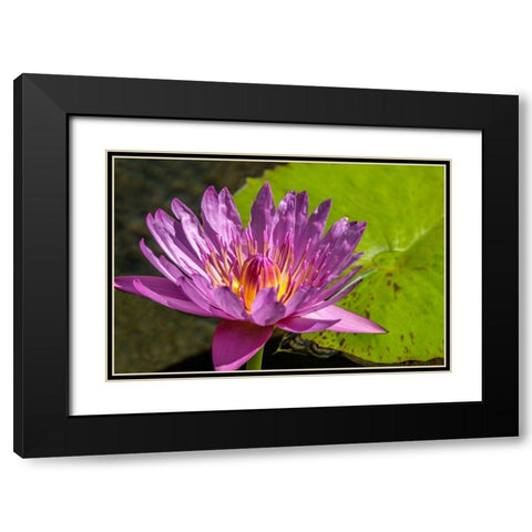 Cape Blue Water lily Black Modern Wood Framed Art Print with Double Matting by Engelbrecht, Jim
